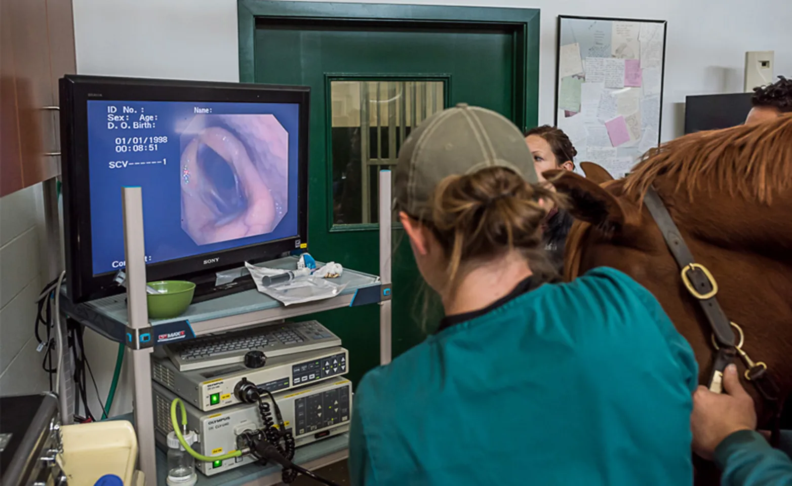 Veterinary professionals performing an equine endoscopy Veterinary professionals performing an equine endoscopy