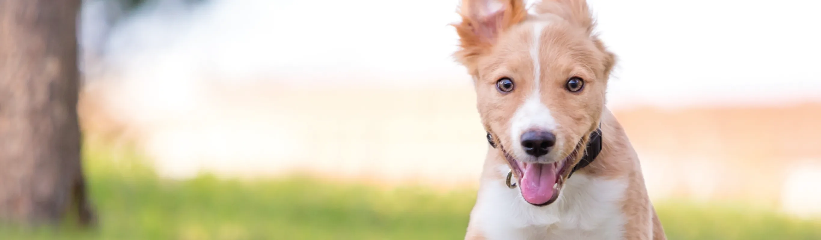 Dog jumping in air