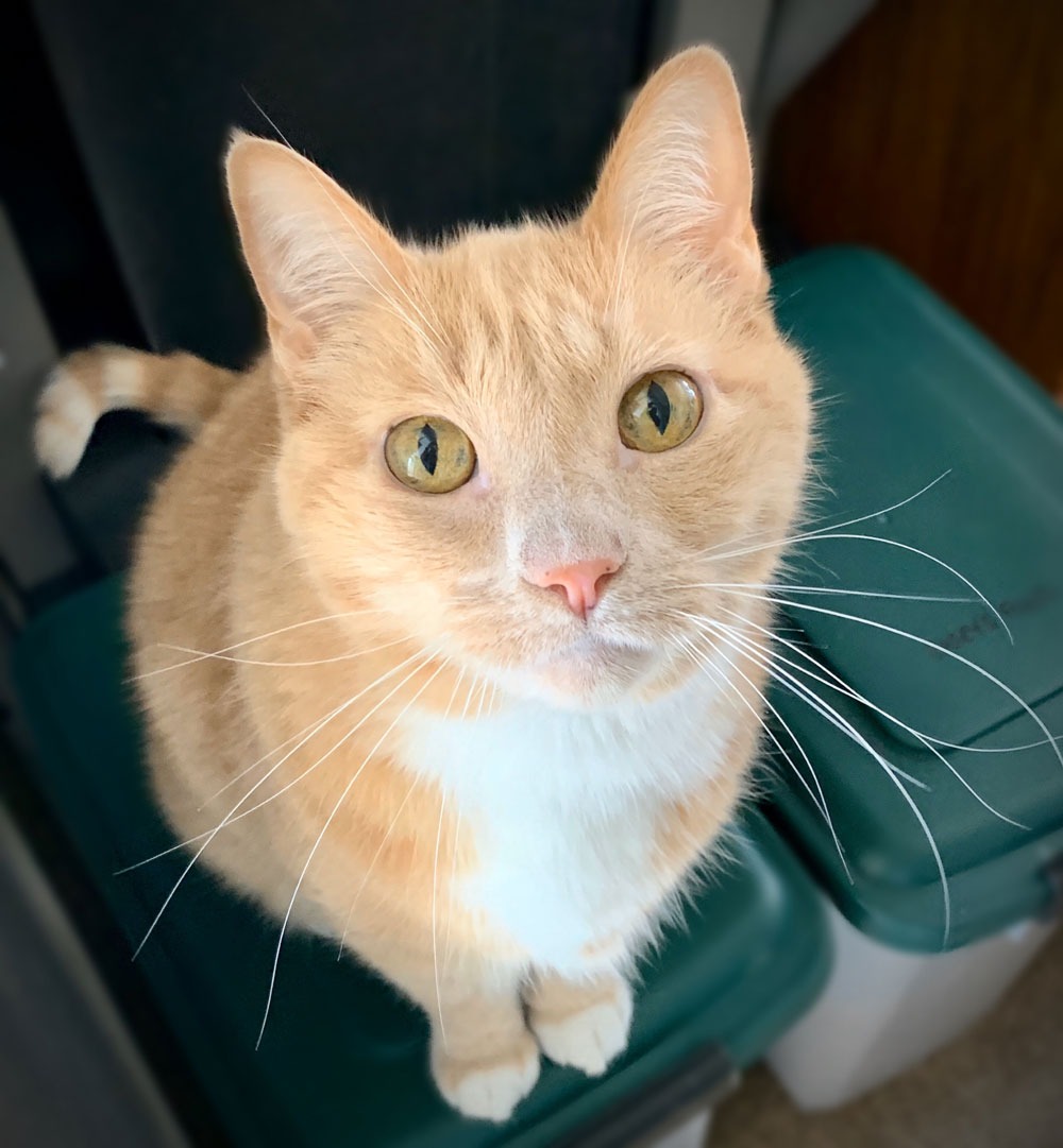 Orange cat looking into the camera
