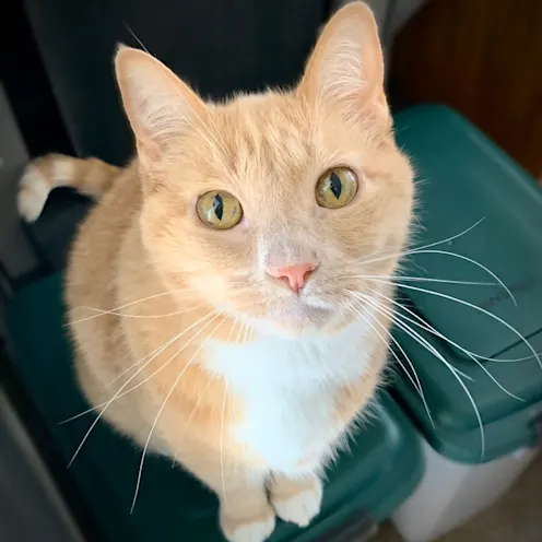 Orange cat looking into the camera Orange cat looking into the camera