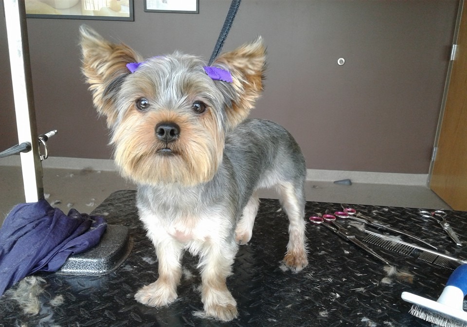 Dog after being groomed