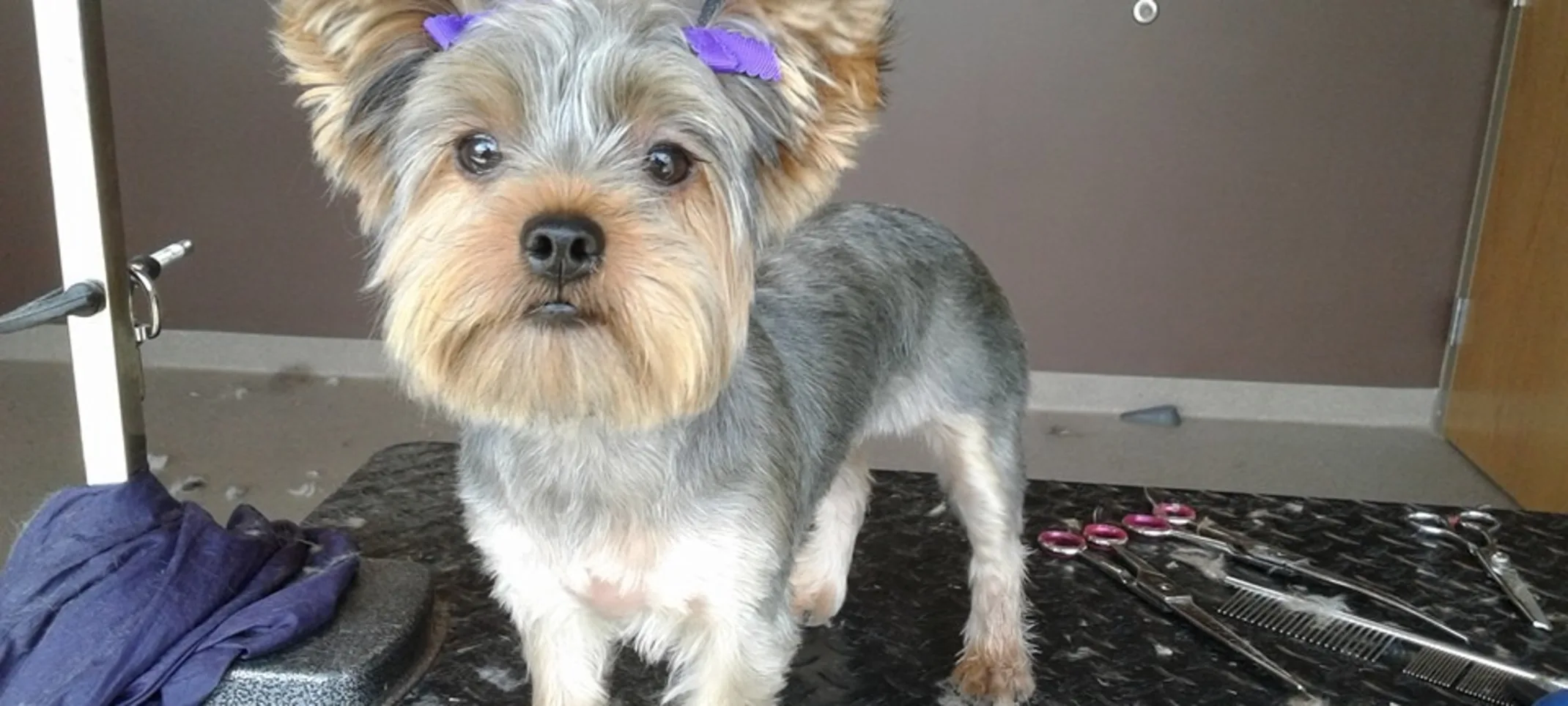Dog after being groomed Dog after being groomed