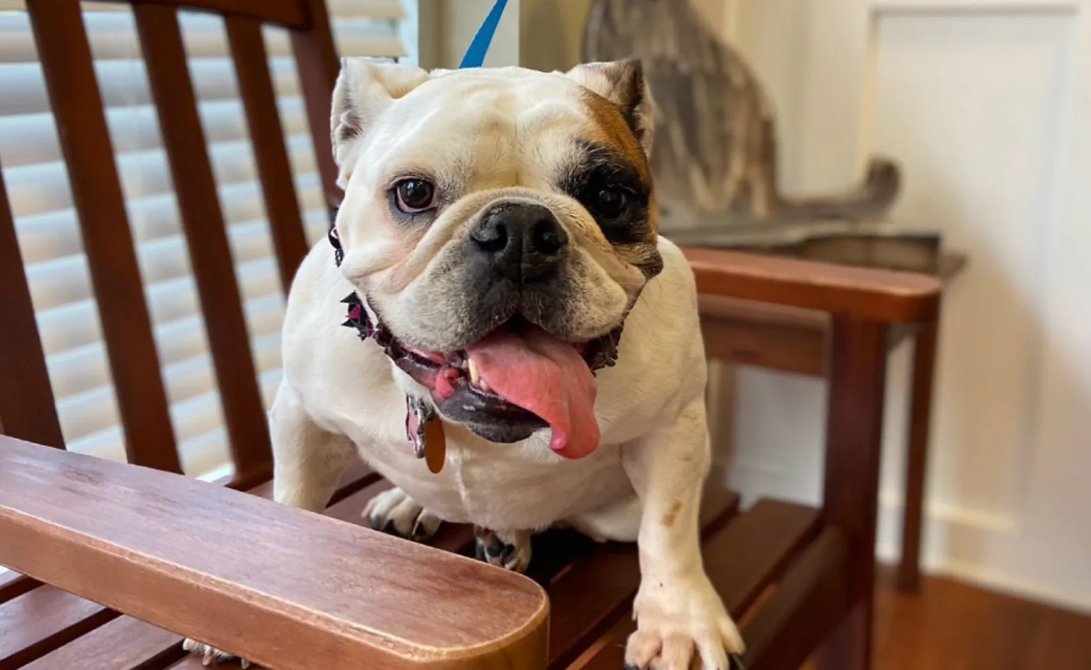 English bulldog witting on a wooden chair in the waiting area at Rutland Animal Hospital