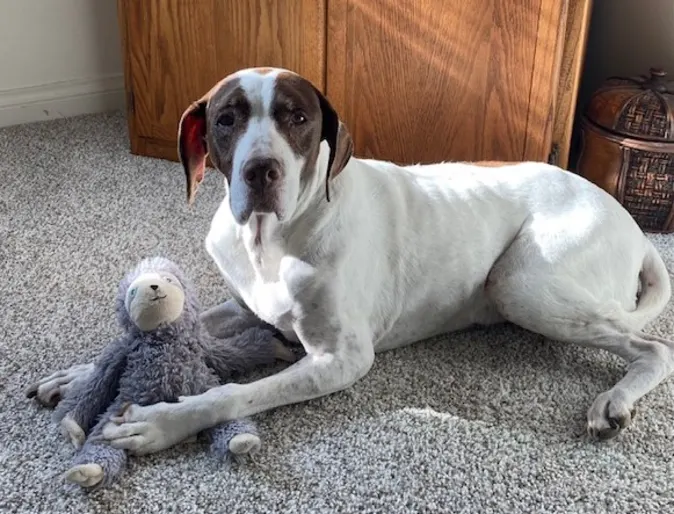 Baylee the dog with her toy sloth Baylee the dog with her toy sloth