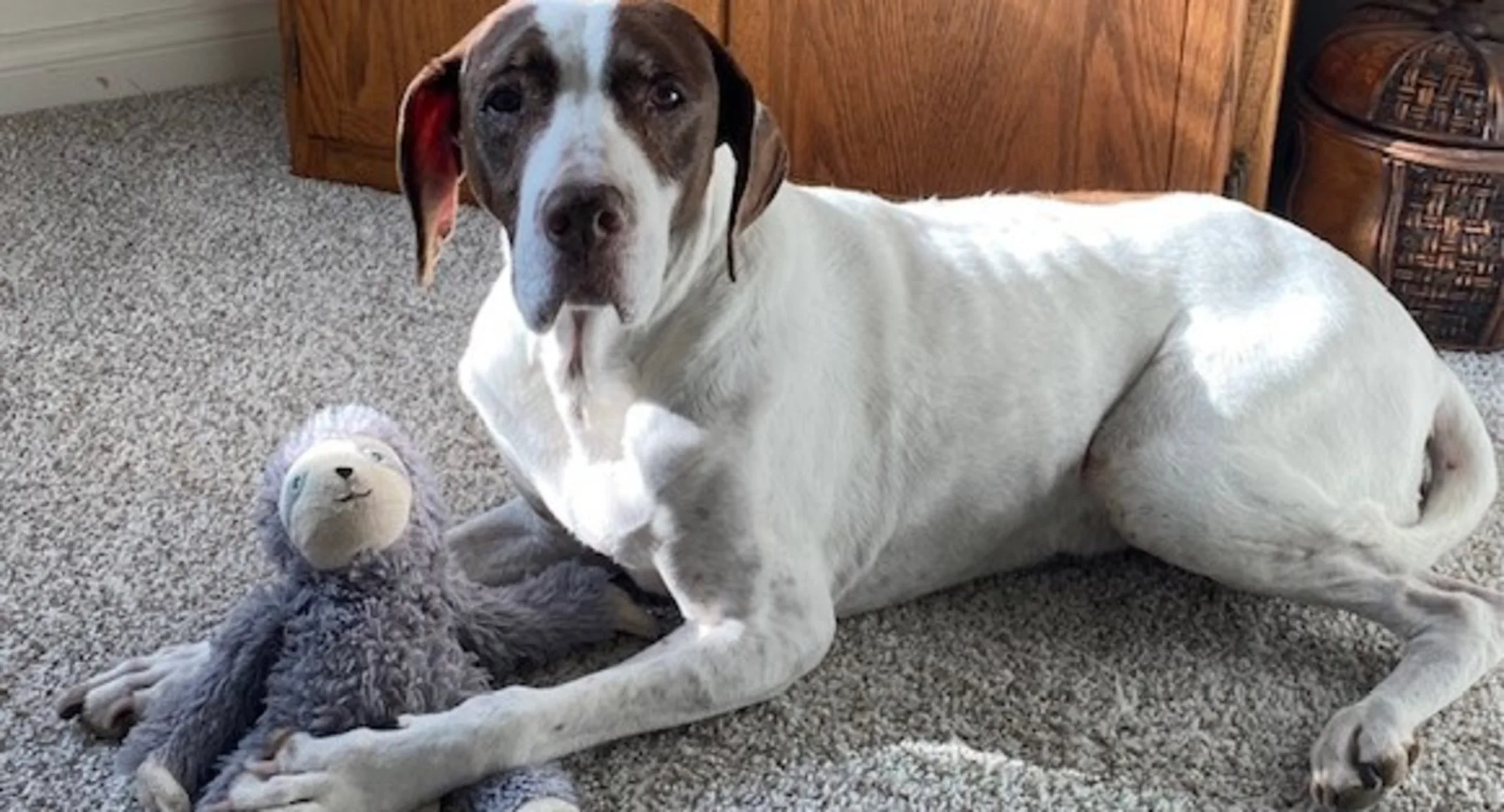Baylee the dog with her toy sloth Baylee the dog with her toy sloth