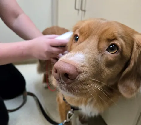 dog being scanned for microchip dog being scanned for microchip