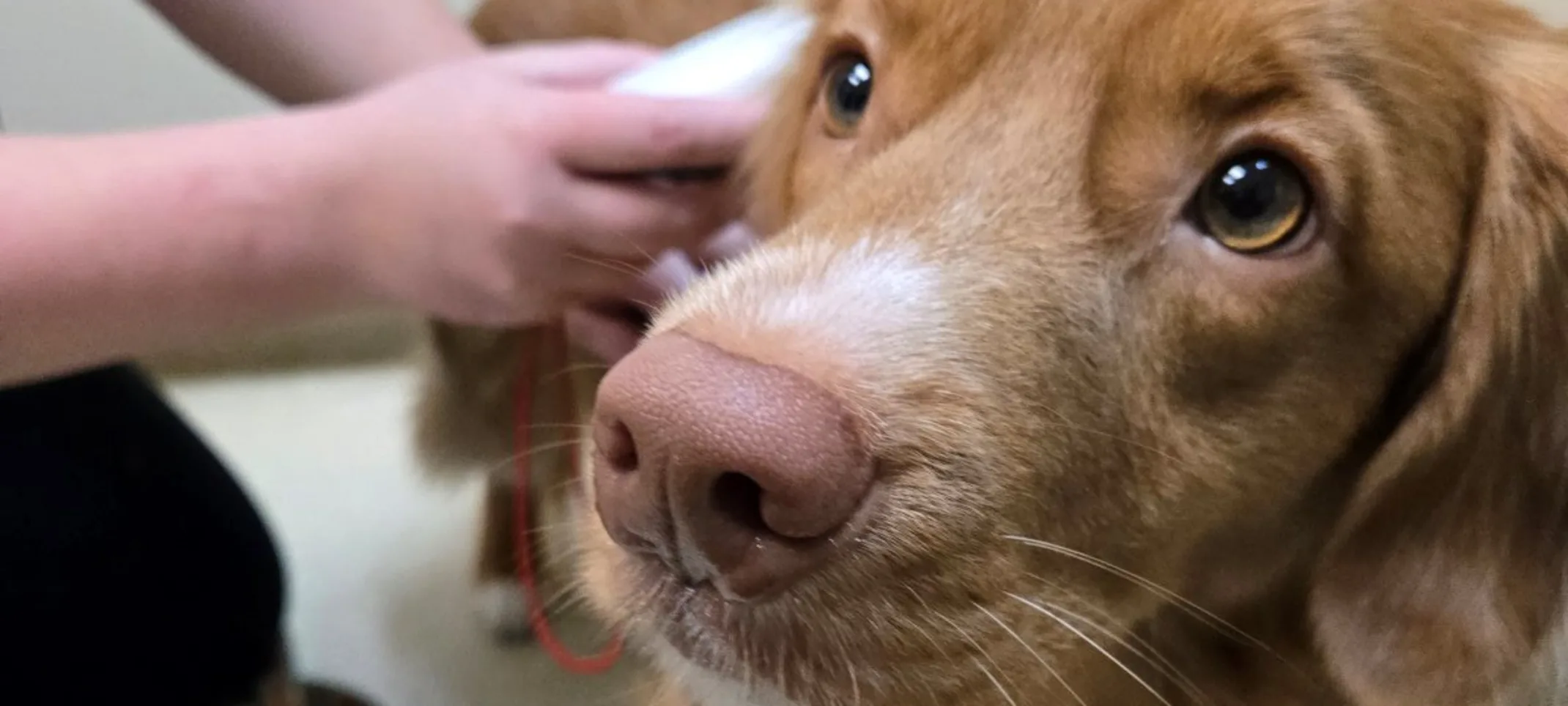 dog being scanned for microchip dog being scanned for microchip