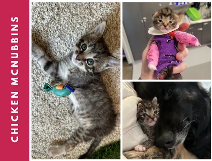 Chicken McNubbins Chicken McNubbins