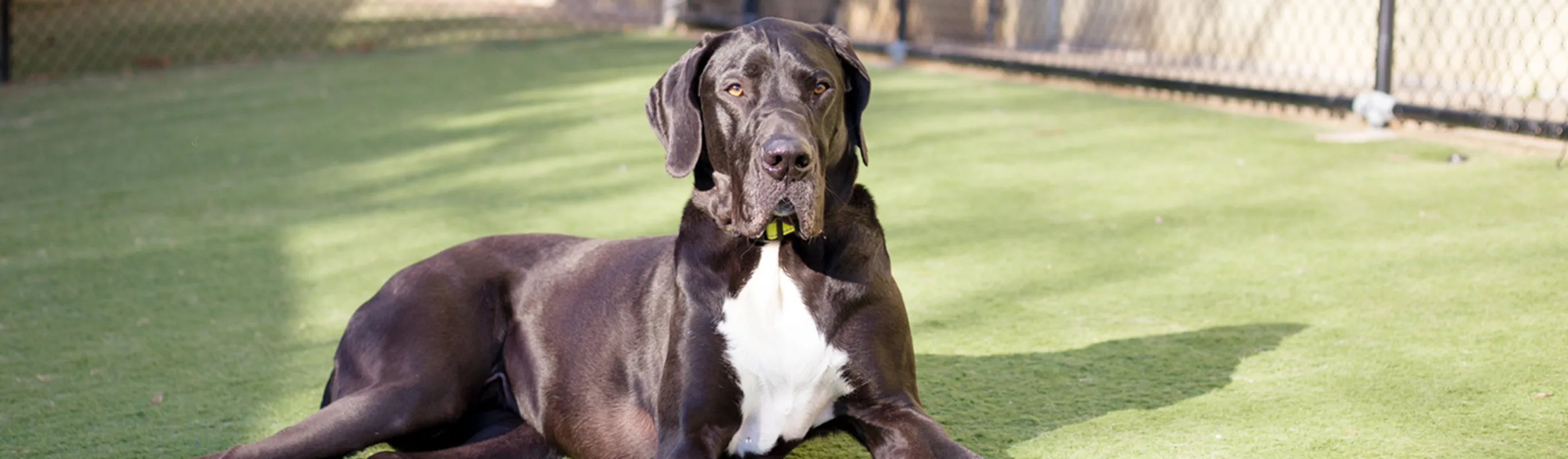 Big Dog laying in yard Big Dog laying in yard