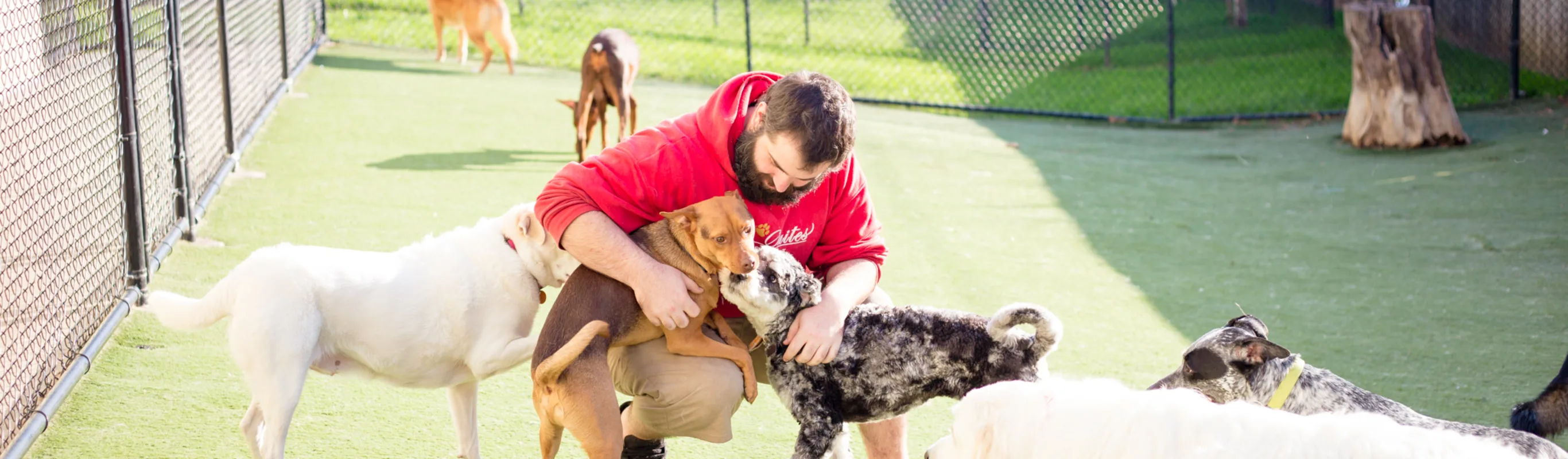 Employee at elite suites pet resort playing with dogs at dog daycare Employee at elite suites pet resort playing with dogs at dog daycare