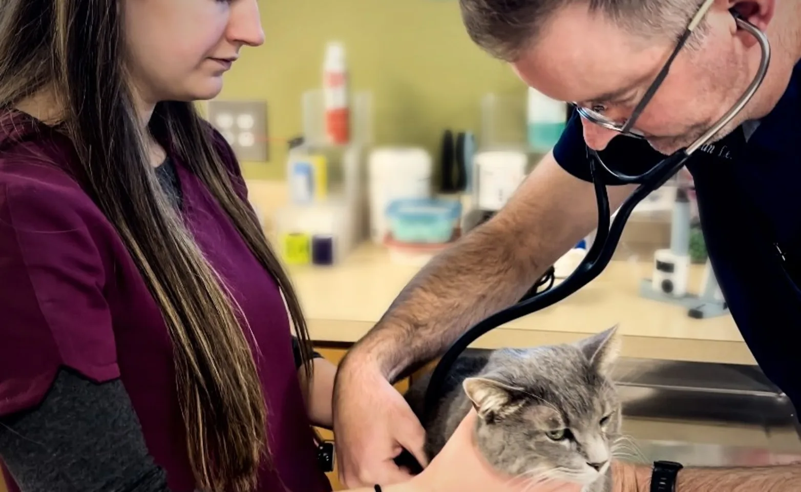 Veterinarian and Veterinary Assistant examining a grey cat Veterinarian and Veterinary Assistant examining a grey cat