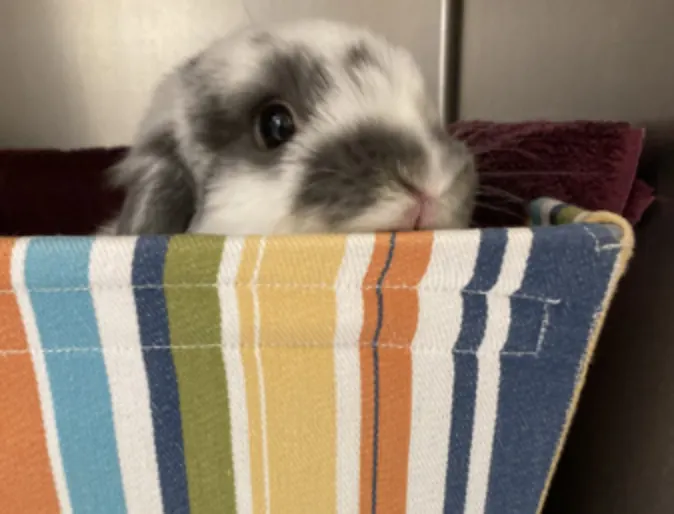 Bunny in striped basket