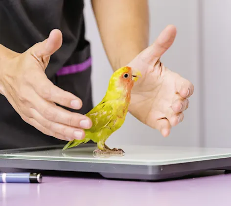 Staff member weighing a lovebird on a scale