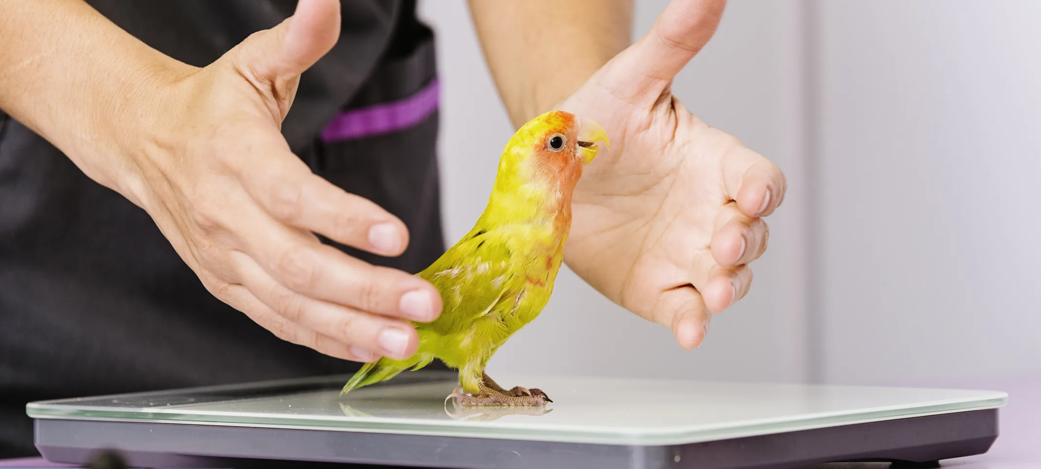 Staff member weighing a lovebird on a scale
