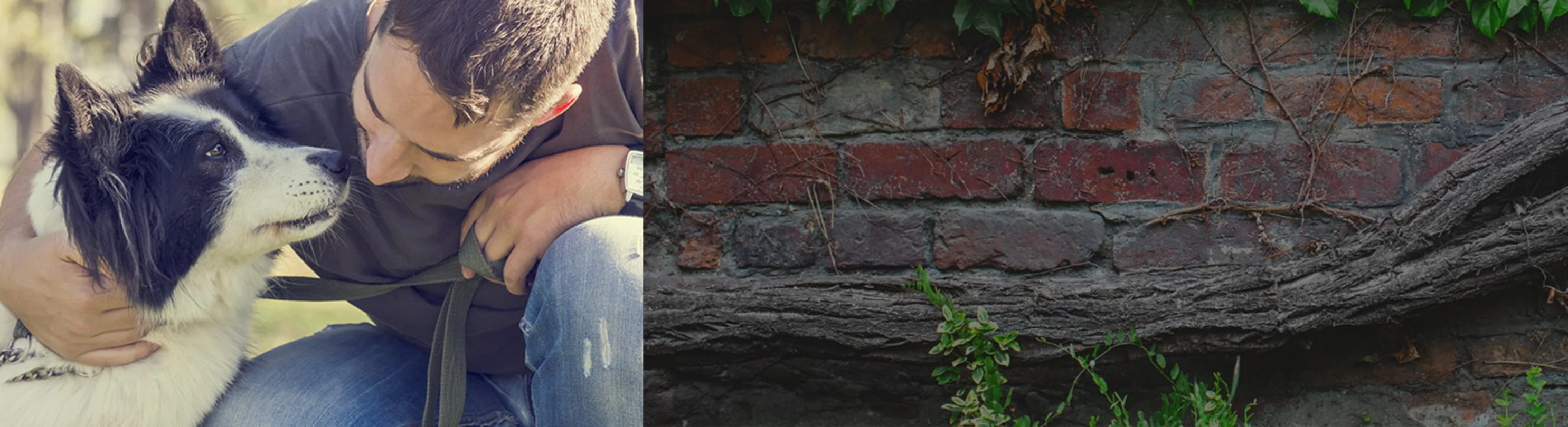 Person kneeling next to B&W dog split with an image of brick wall with vines