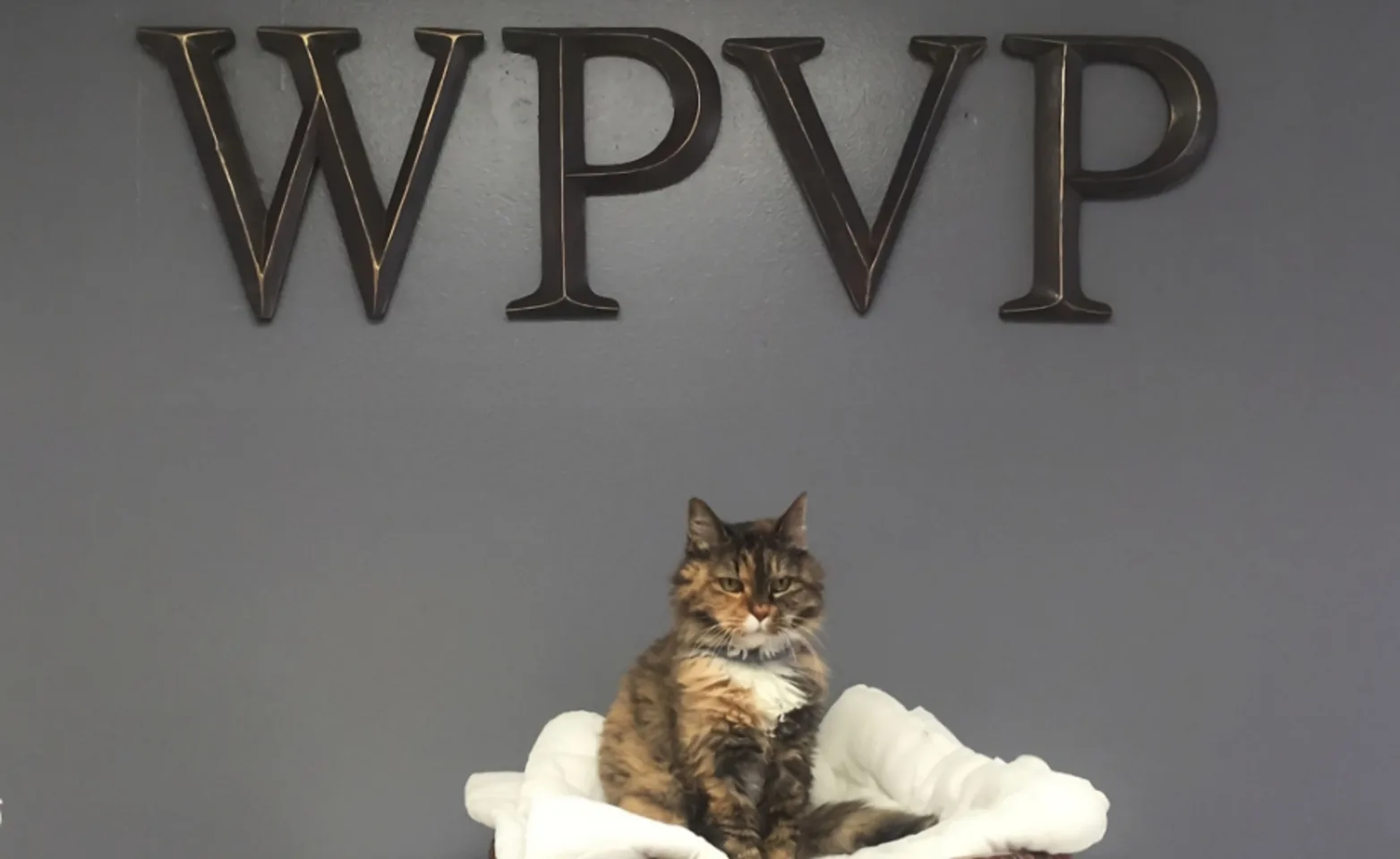 A cat sitting in the lobby of White Pine Veterinary Practice A cat sitting in the lobby of White Pine Veterinary Practice