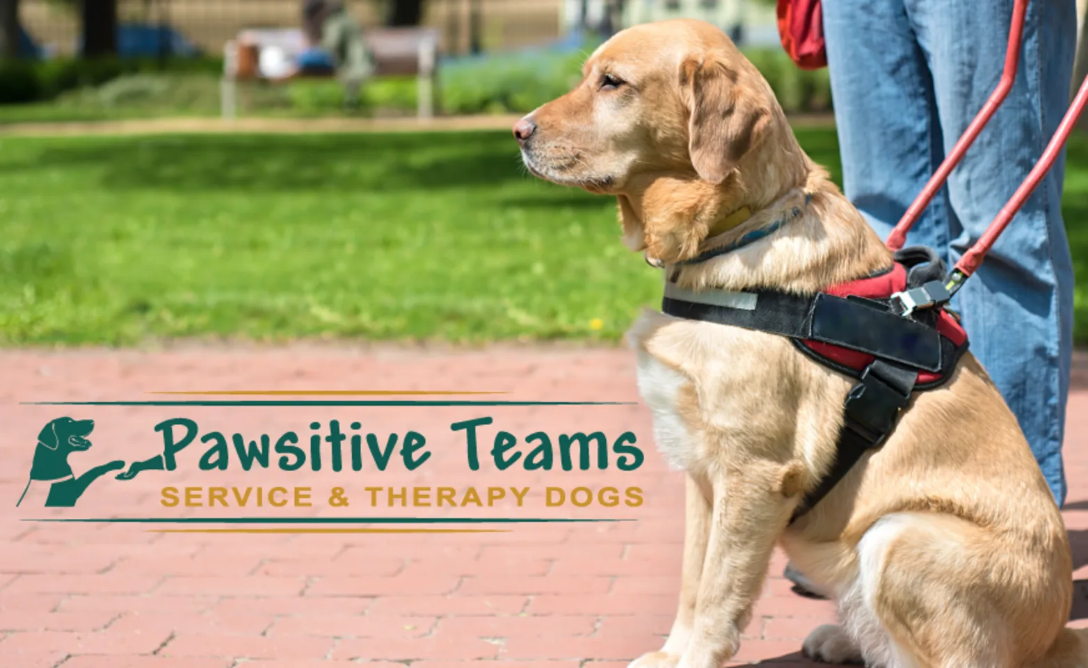 Service dog Service dog