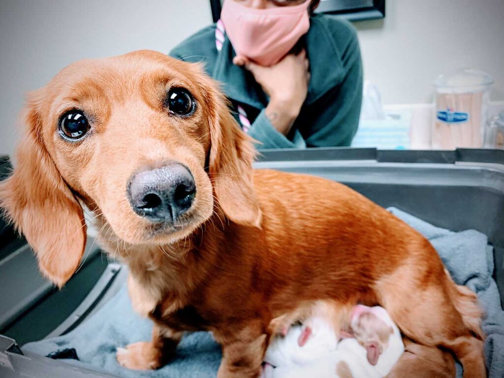 Frankie Macintosh with her babies