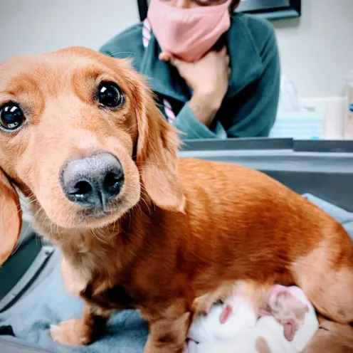 Frankie Macintosh with her babies