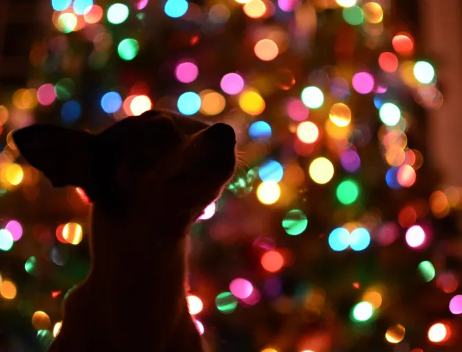 dog silhouette with holiday lights