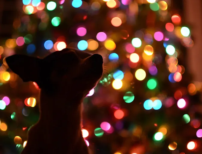 dog silhouette with holiday lights dog silhouette with holiday lights