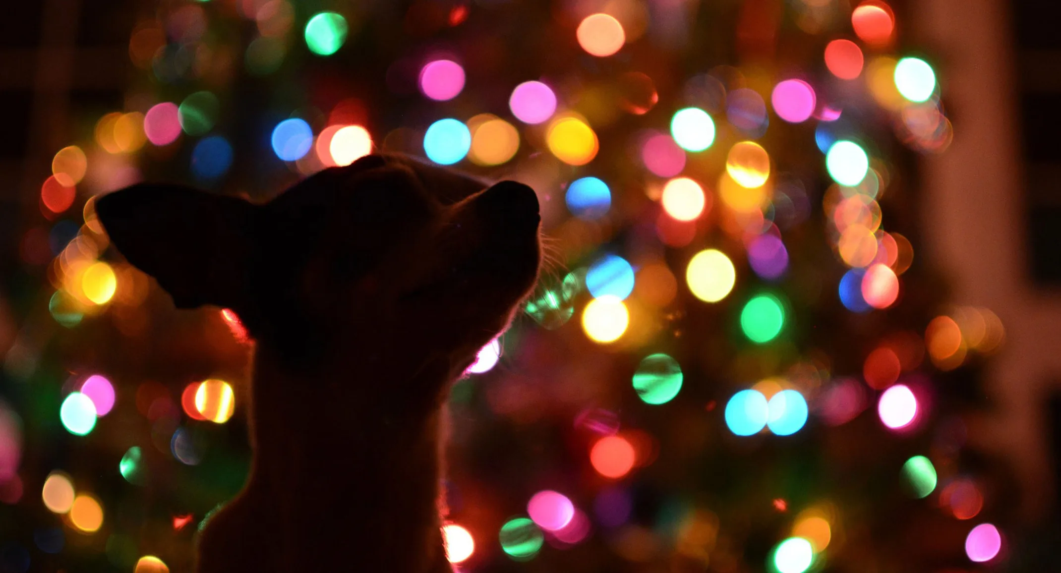 dog silhouette with holiday lights