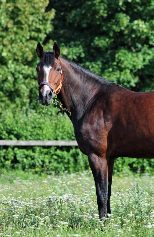 Horse standing in field with tree wall behind it