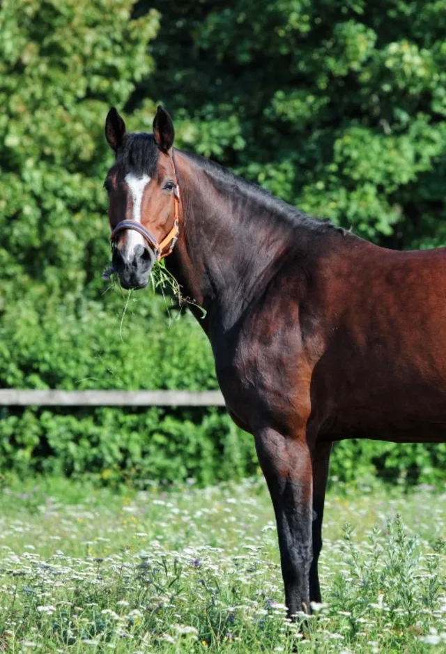 Horse standing in field with tree wall behind it Horse standing in field with tree wall behind it