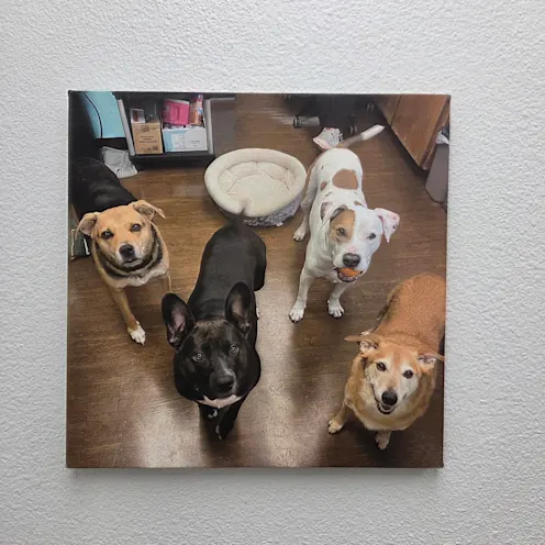A painting of four dogs looking at the camera A painting of four dogs looking at the camera
