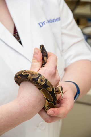 Poquoson Veterinary Hospital. This picture shows a female veterinarian holding onto a small brown and black snake that has coiled itself around her hand.