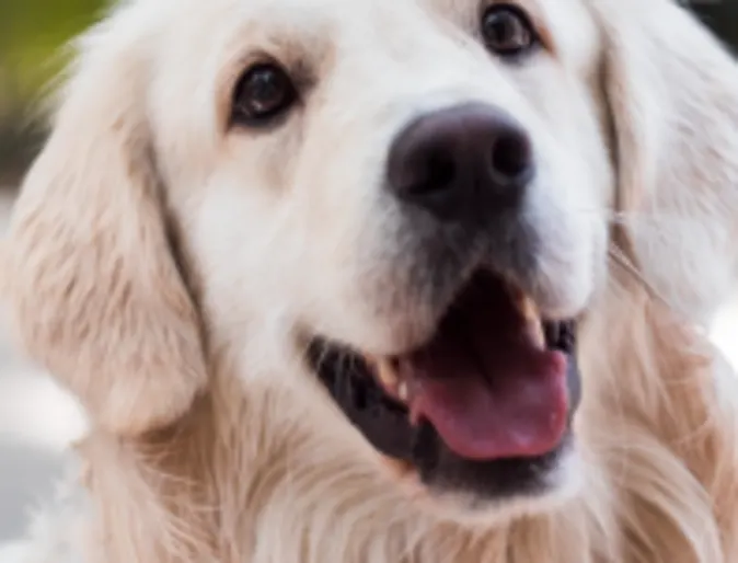 Dog smiling Dog smiling