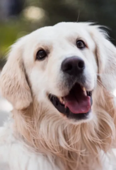 Dog smiling Dog smiling