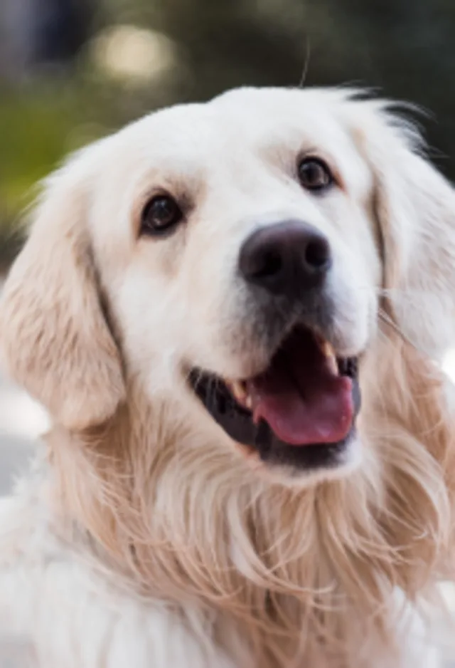 Dog smiling Dog smiling