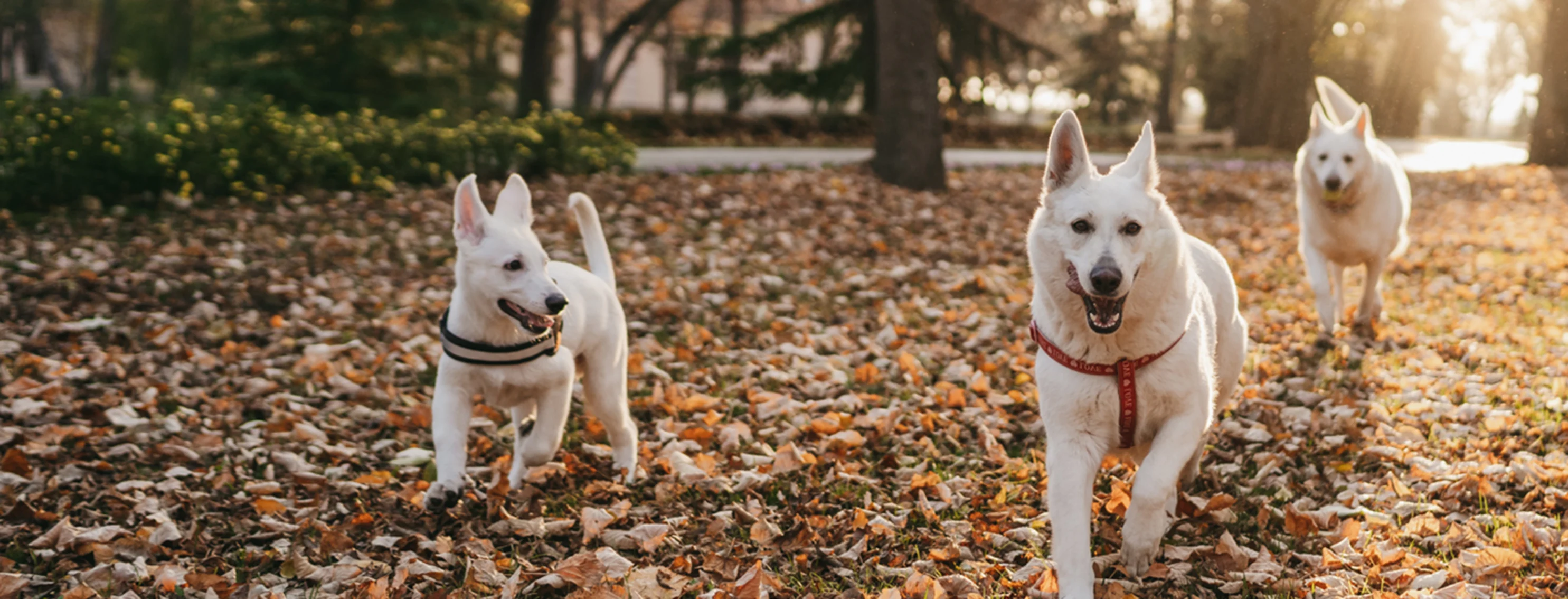 Three dogs running through leaves