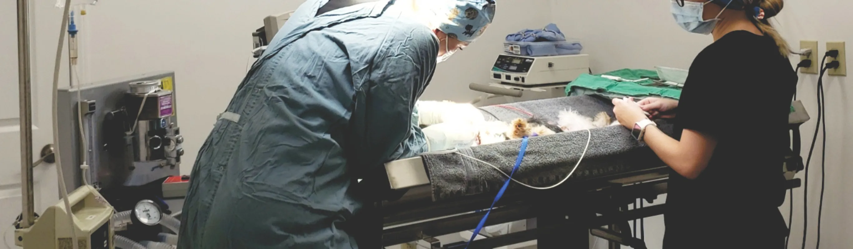 Two South Saskatchewan Animal Hospital Veterinarians conducting an operation Two South Saskatchewan Animal Hospital Veterinarians conducting an operation