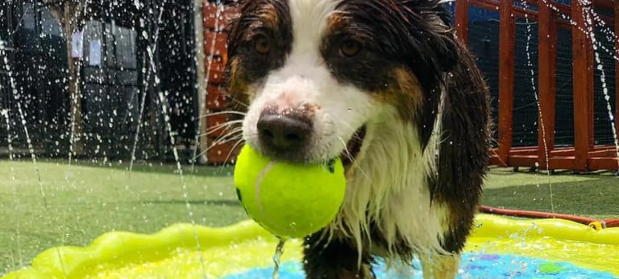 Dog playing in water with ball Dog playing in water with ball