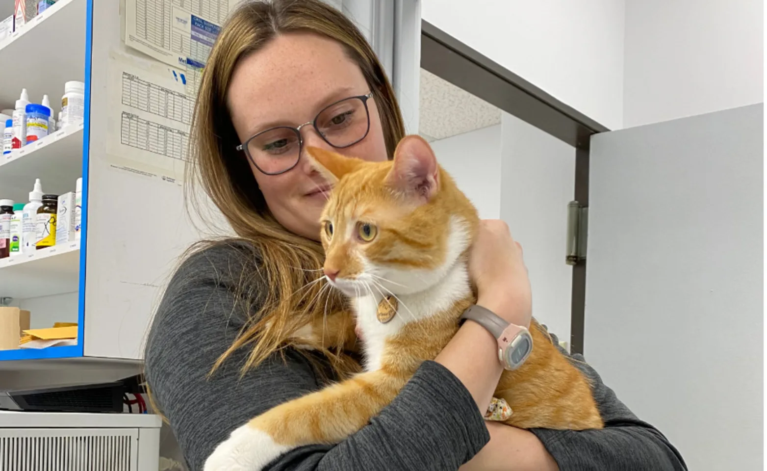 Vet and cat Vet and cat