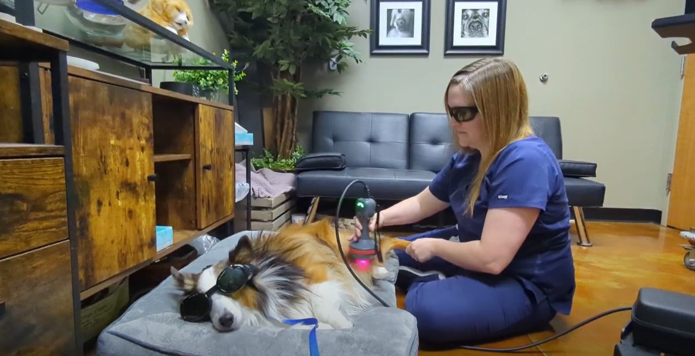 Laser Therapy Video Katie is performing laser therapy 