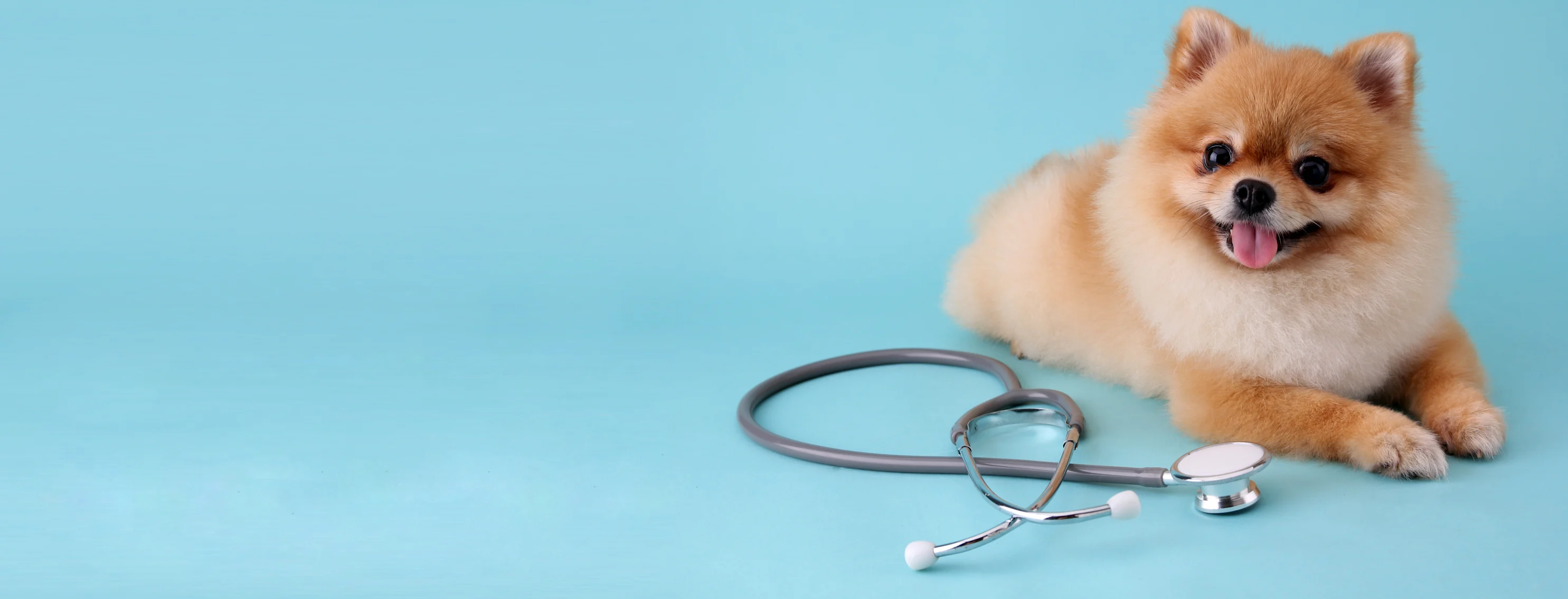 dog with stethoscope dog with stethoscope