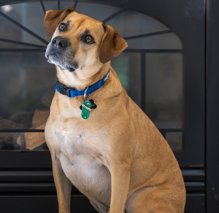 Brown dog with blue collar