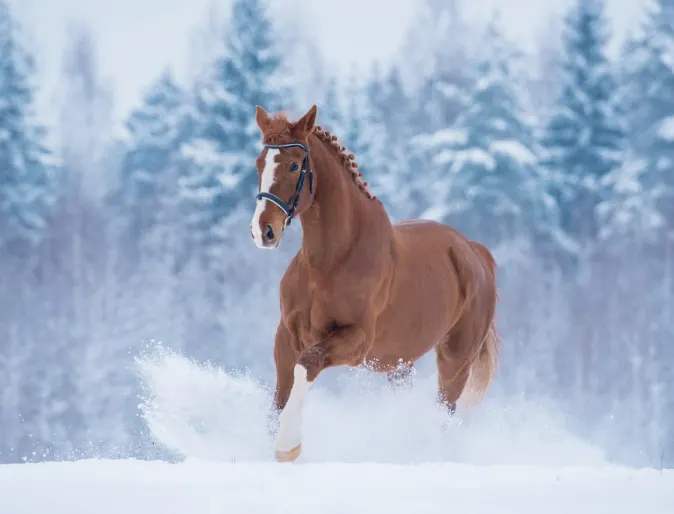 Horse in Snow Winter