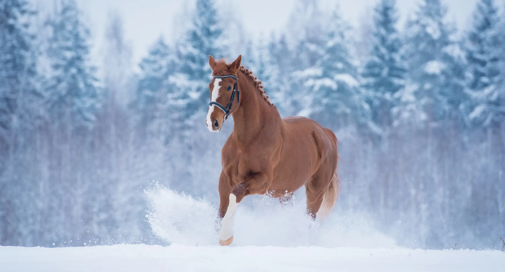 Horse in Snow Winter