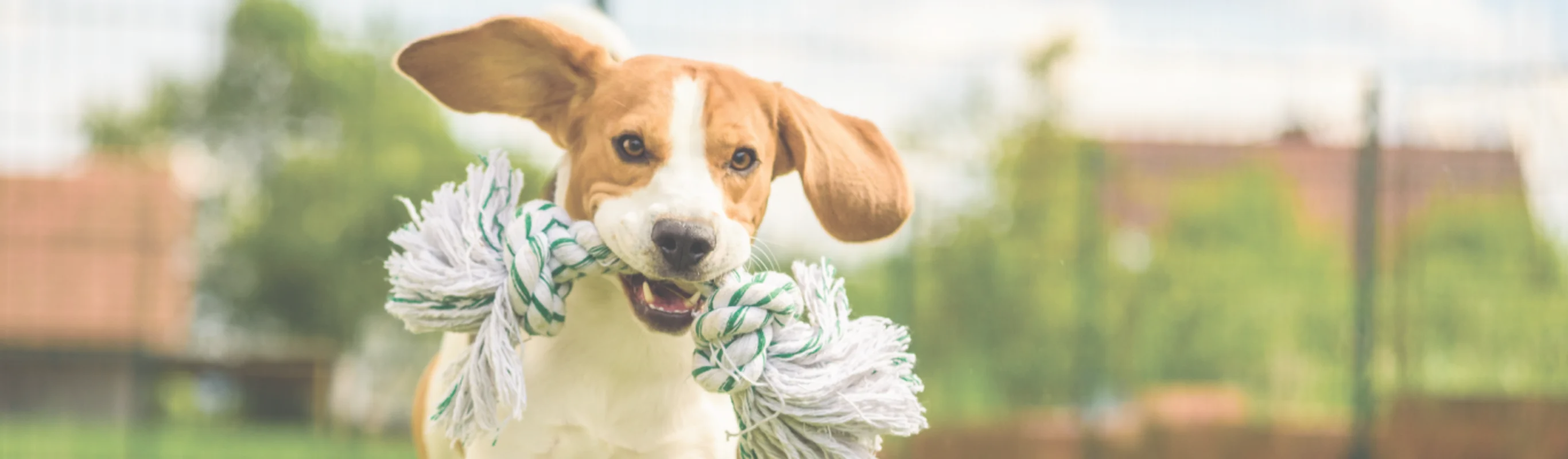 Dog running and holding a rope toy in mouth Dog running and holding a rope toy in mouth