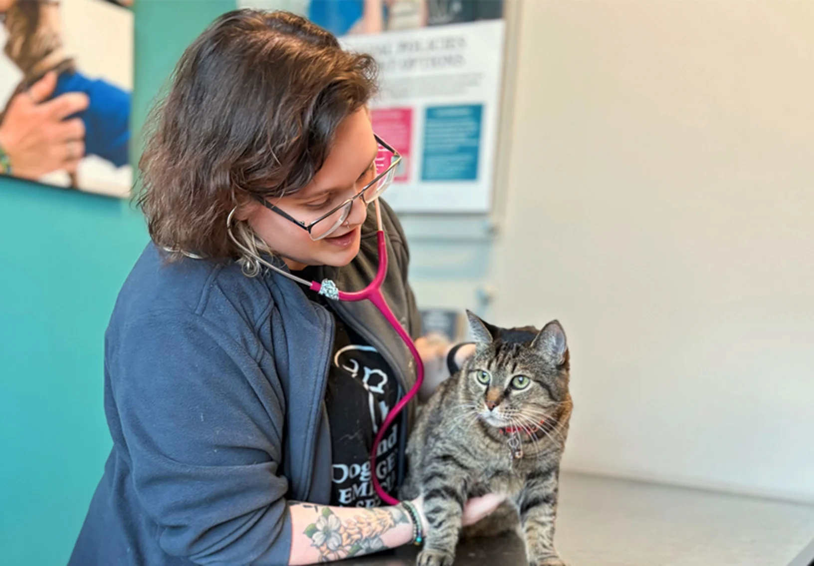 Vet technician, Jillian, examining a cat Vet technician, Jillian, examining a cat