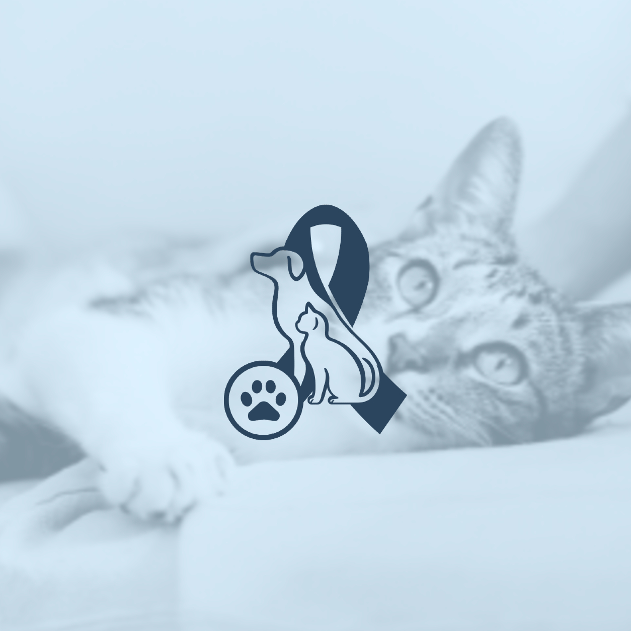 White and grey cat laying down on white couch and a cat and dog ribbon logo