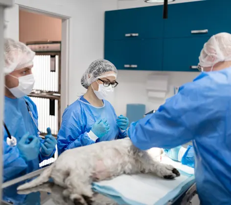 Doctors taking care of dog