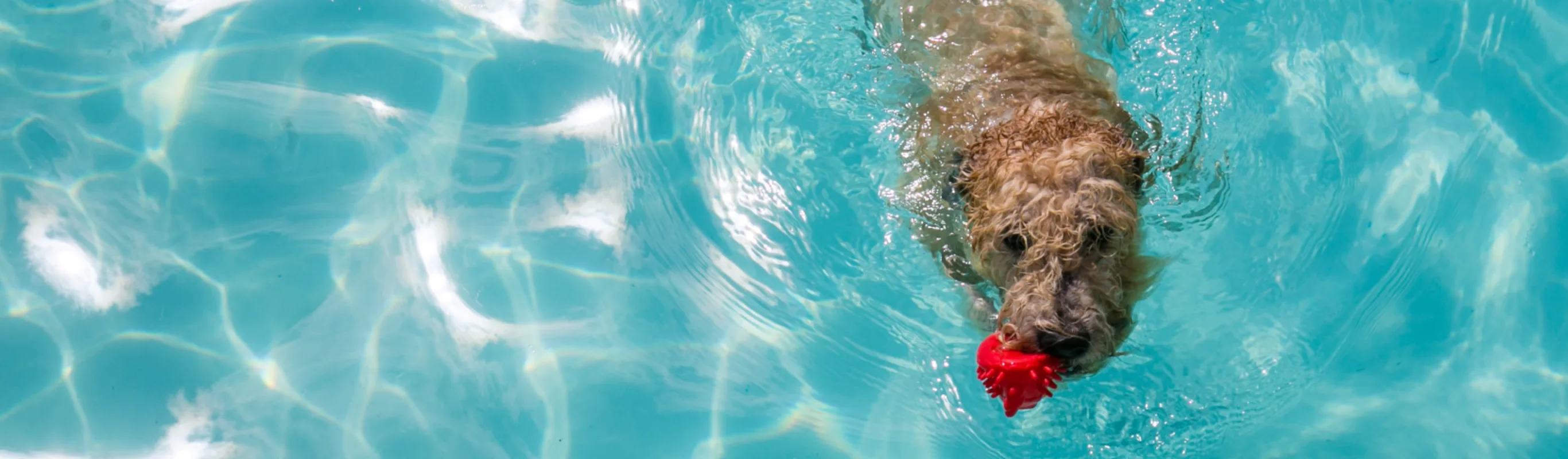 Dog Swimming in a pool with a red chew toy Dog Swimming in a pool with a red chew toy