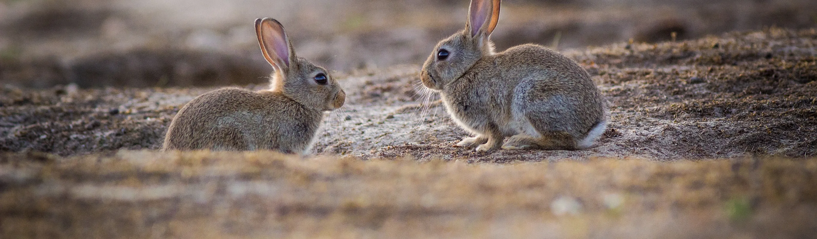 Two desert bunnies sitting with each other in an open desert field Two desert bunnies sitting with each other in an open desert field