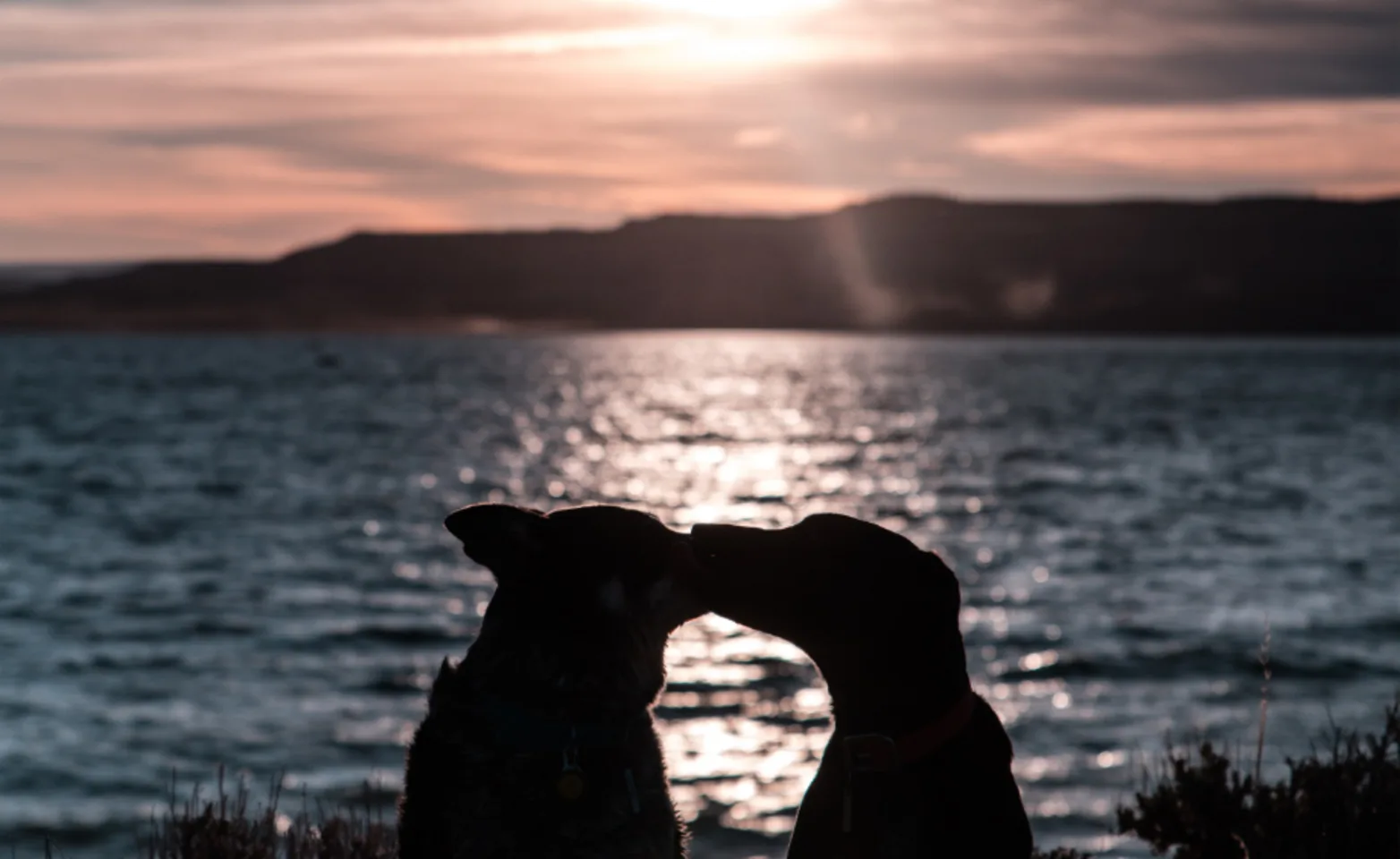 Two dogs kissing with a sunset behind them Two dogs kissing with a sunset behind them
