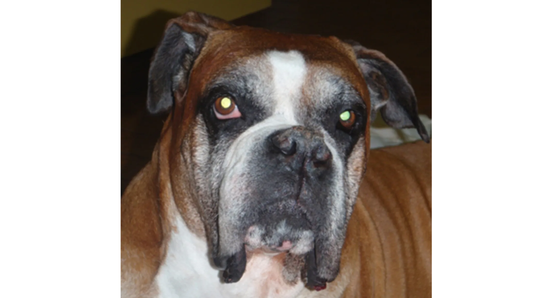 Zar (Dog) Zar (Dog)